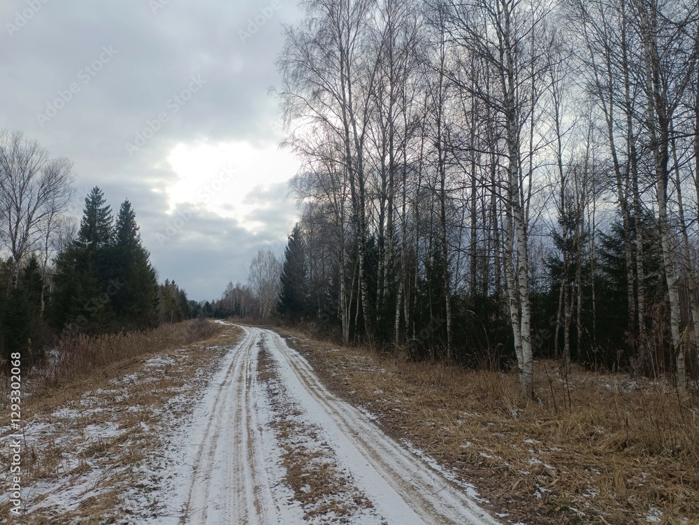 Road in forest in Siauliai county during cloudy winter day. Oak and birch tree woodland. Cloudy day with white clouds in sky. Bushes are growing in woods. Sandy road. Nature. Winter season. Miskas. Road in forest in Siauliai county during cloudy winter day. Oak and birch tree woodland. Cloudy day with white clouds in sky. Bushes are growing in woods. Sandy road. Nature. Winter season. Miskas.