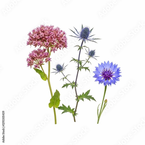 Studio shot of colorful wildflowers including pink milkweed, sea holly and cornflower, creating a vibrant floral arrangement