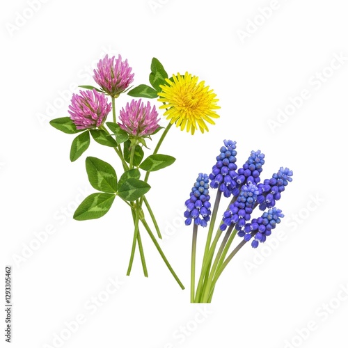 Colorful bouquet made of dandelion, clover and grape hyacinth isolated on a white background
