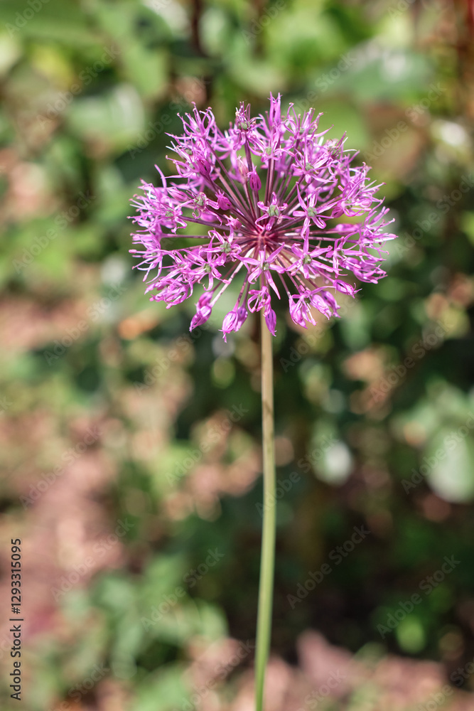 Flowering ornamental purple onion Flowering ornamental purple onion