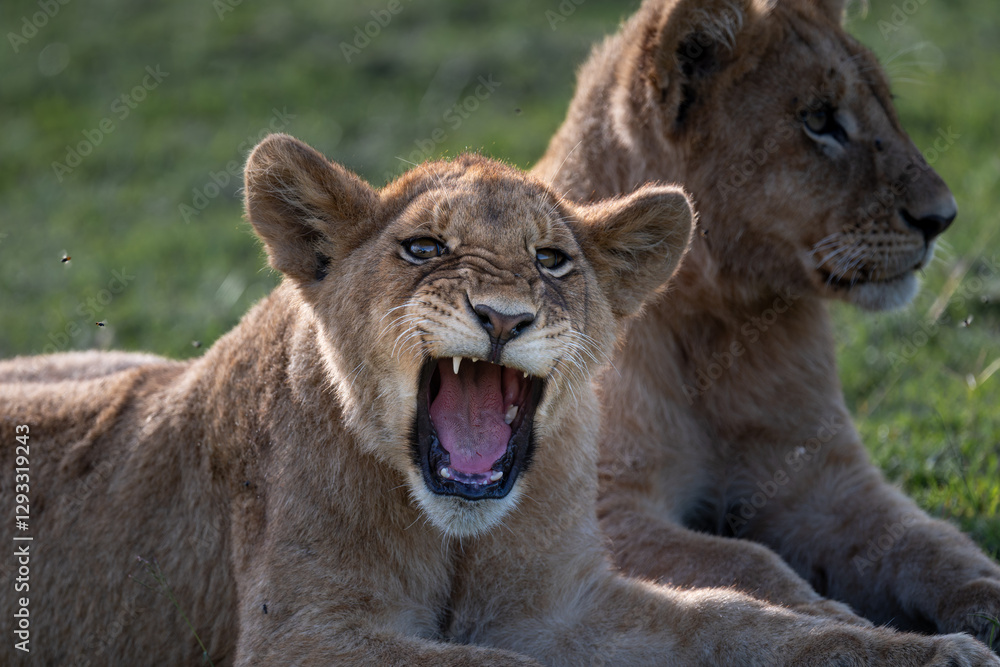 Fototapeta premium lion cubs playing around, serengeti Tanzania