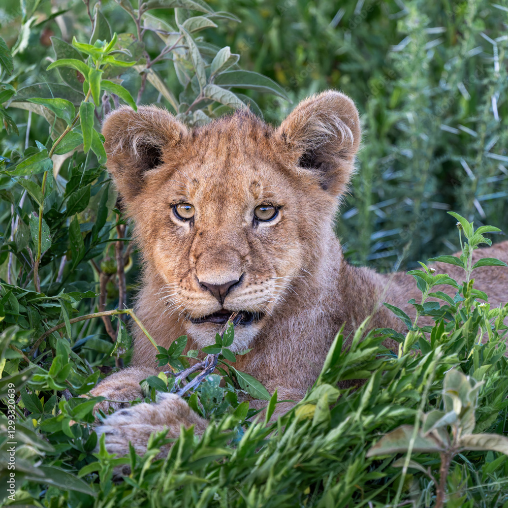 lion cubs playing around, serengeti Tanzania lion cubs playing around, serengeti Tanzania
