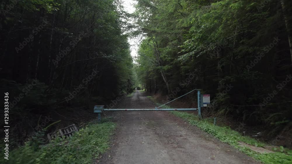 Mysterious winding path through a dark, dense forest Mysterious winding path through a dark, dense forest