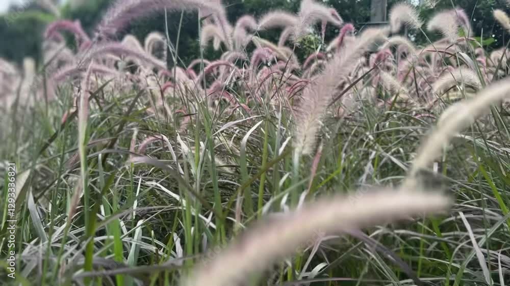 Crimson fountain grass bending in strong wind, with feathery plumes swaying and rustling in a natural outdoor setting.
Crimson fountain grass bending in strong wind, with feathery plumes swaying and rustling in a natural outdoor setting.