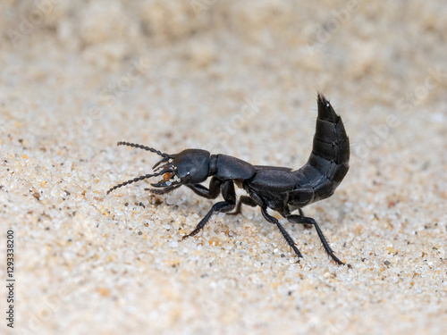 Devils coach horse beetle