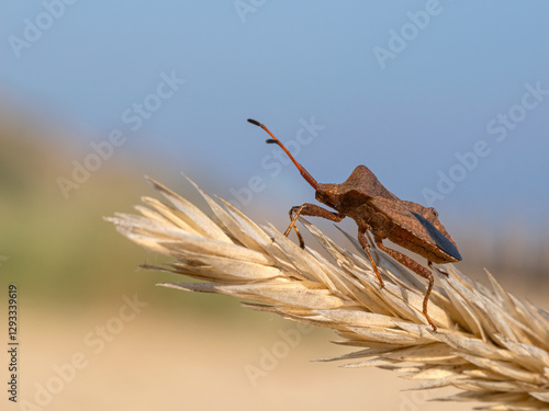 Dock Bug photo