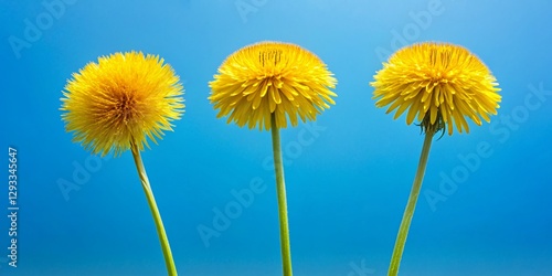 Spring Dandelions: Minimalist Blue Sky Nature Background