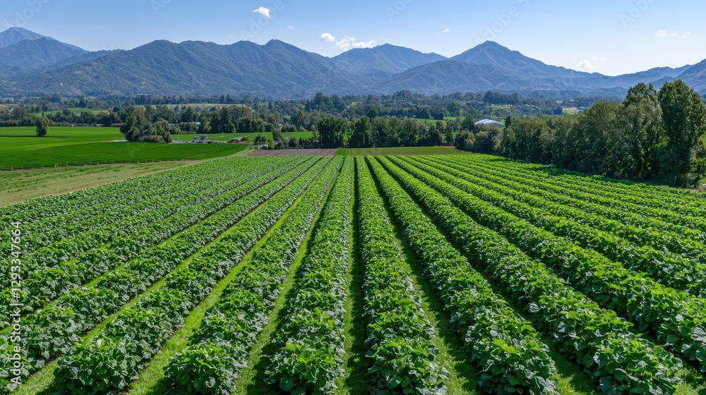 Aerial view of a green field with rows of crops and mountains in the background. Possible use Stock photo Aerial view of a green field with rows of crops and mountains in the background. Possible use Stock photo
