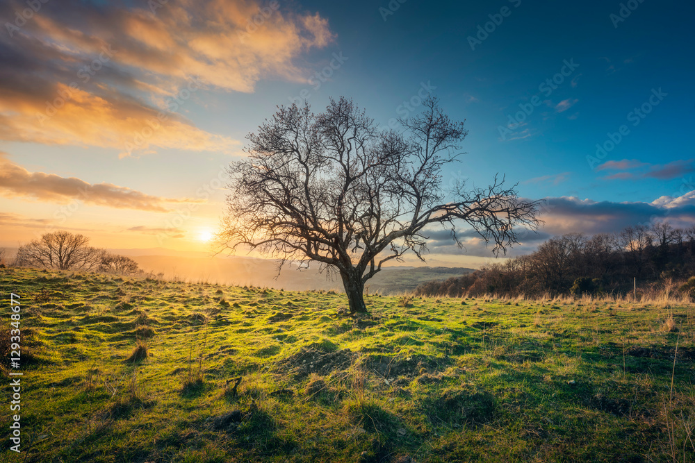 Fototapeta premium Bare elm tree in a beautiful winter sunset in Tuscany on the Alta Val di Cecina. Pomarance, Italy