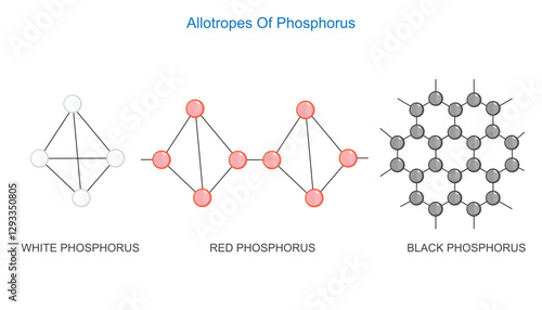 Main three allotropes of phosphorus. White, red and black phosphorus. Chemistry illustration.