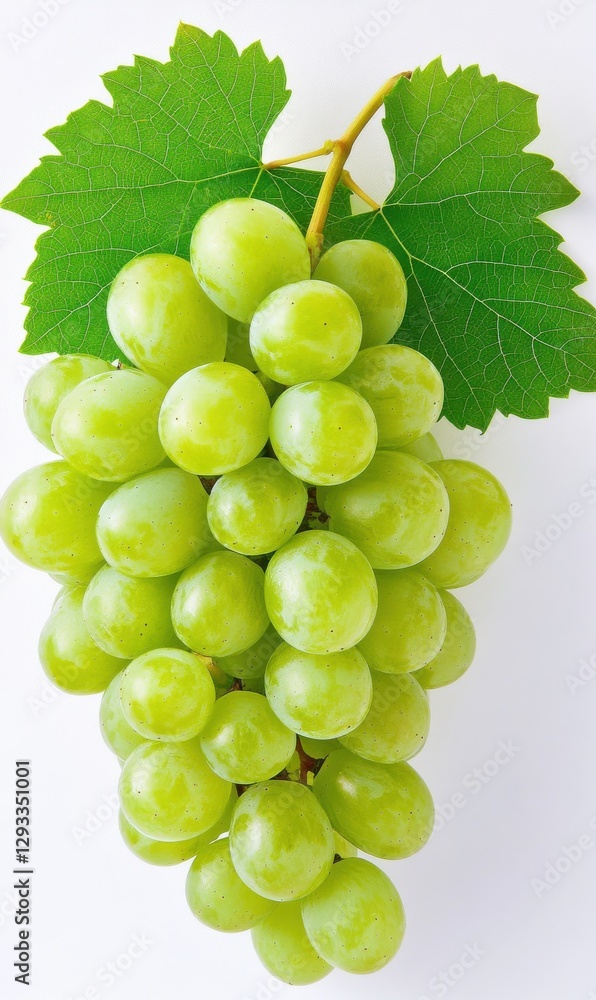 Fresh green grapes hanging from a vine branch with leaves illuminated by natural light Fresh green grapes hanging from a vine branch with leaves illuminated by natural light