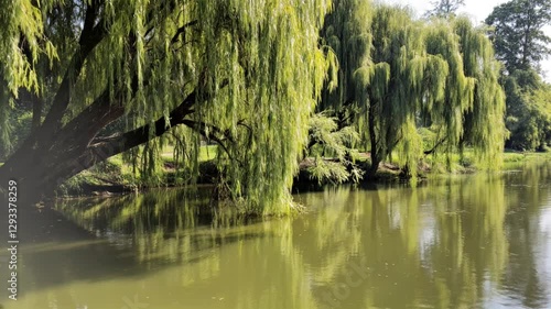 Serene riverside scene with lush willow trees reflecting in calm water, peaceful nature escape