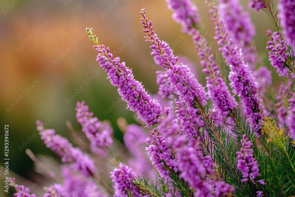 Fototapeta premium Close Up of Vibrant Purple Flowers Blooming in Sunlight