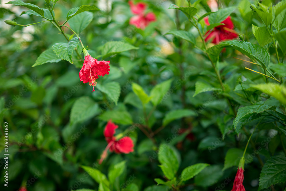 Obraz premium Fresh hibiscus flowers in the garden