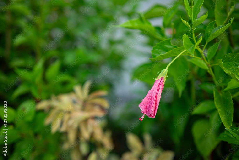 Fresh hibiscus flowers in the garden Fresh hibiscus flowers in the garden