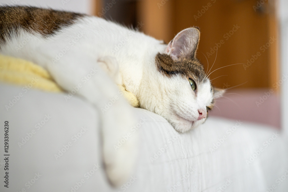 A sick cat is lying on the couch. The cat misses its owner. Emotional state of the cat. High quality photo