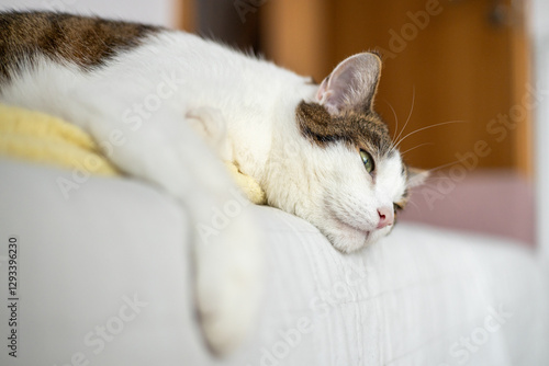 Obraz na płótnie A sick cat is lying on the couch. The cat misses its owner. Emotional state of the cat. High quality photo w salonie
