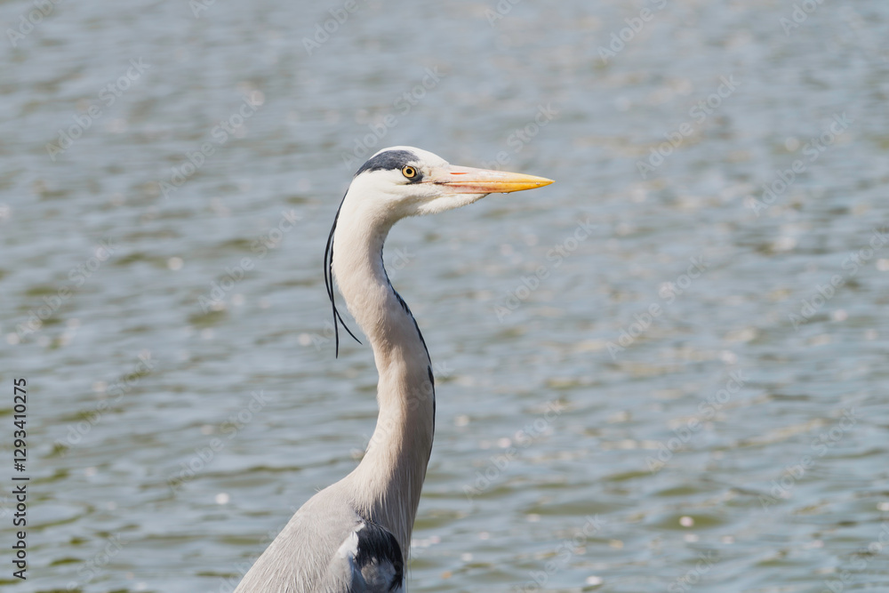 Closeup of a gray heron by the pond Closeup of a gray heron by the pond