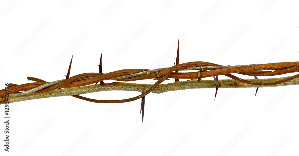 Acacia tree branch with thorns isolated on white background, clipping path Acacia tree branch with thorns isolated on white background, clipping path