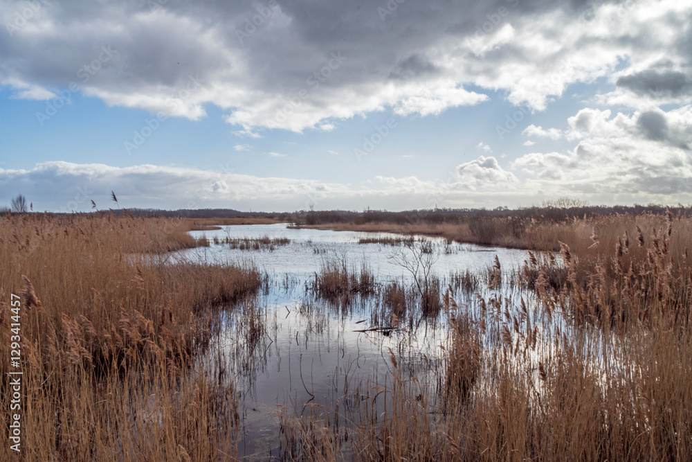 Fototapeta premium Reedbed and pond in a wetland nature reserve