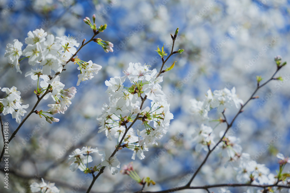 Fototapeta premium Blue sky and white cherry blossoms, spring scenery