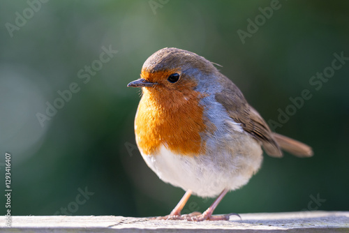 Fotografie Round Robin