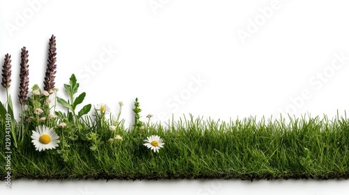 Vibrant green grass with daisies and lavender blossoms against a white background. Lush, detailed texture, ideal for spring or summer themes photo