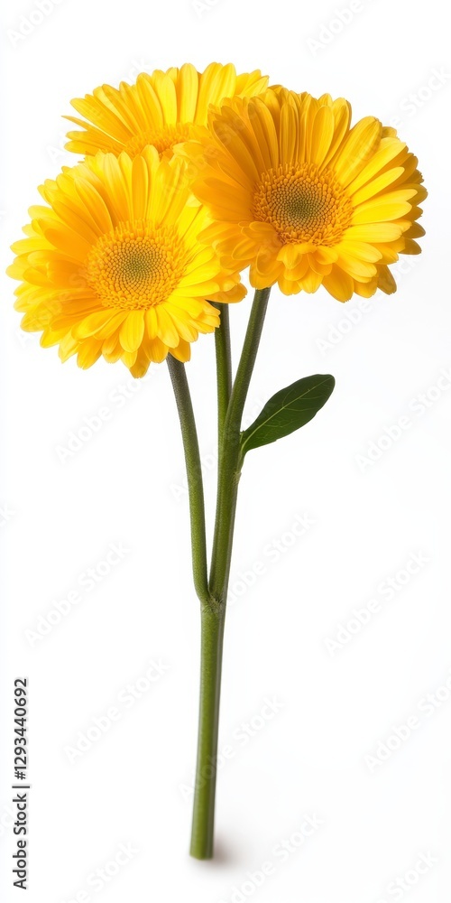 Naklejka premium Three vibrant yellow gerbera daisies on a single stem against a bright white background. The flowers are fully bloomed, showcasing their delicate