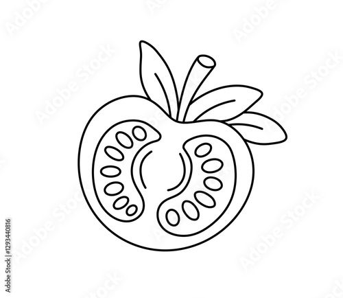 Vector isolated simple minimal half a tomato colorless black and white contour line easy drawing