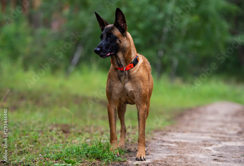 Malinois Belgian Shepherd Dog standing on a path in the forest.