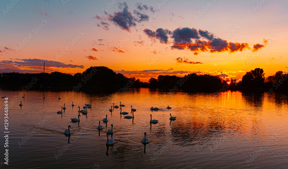 Sunset or sundowner with reflections and swans at Plattling, Deggendorf, Bavaria, Germany Sunset or sundowner with reflections and swans at Plattling, Deggendorf, Bavaria, Germany