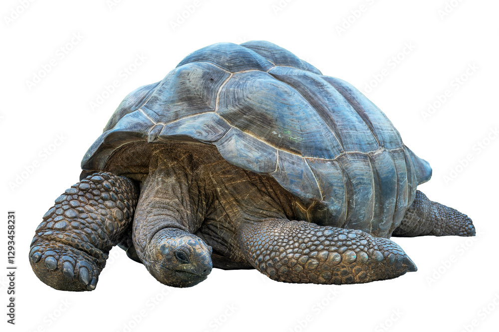Close up portrait of a Seychelles giant tortoise isolated on transparent or white background, png