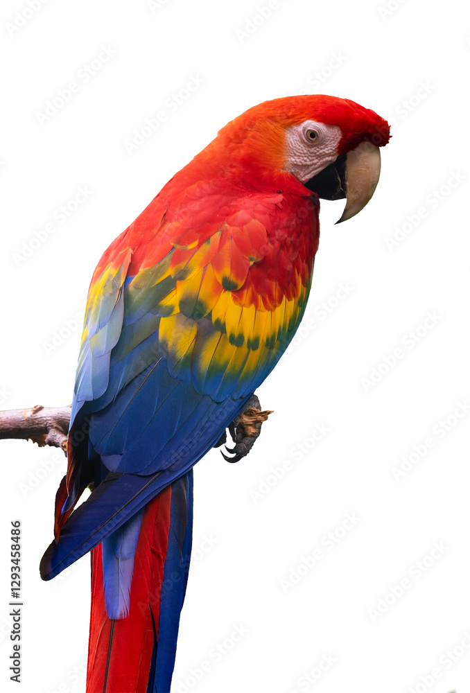 Close up portrait of a scarlet macaw parrot (ara macao) isolated on transparent or white background, png