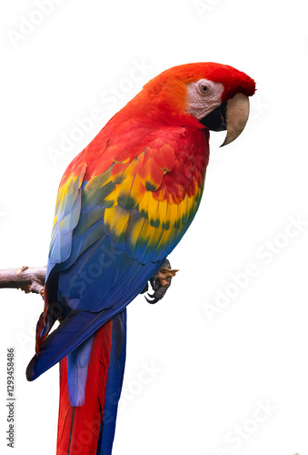 Obraz na płótnie Close up portrait of a scarlet macaw parrot (ara macao) isolated on transparent or white background, png w salonie