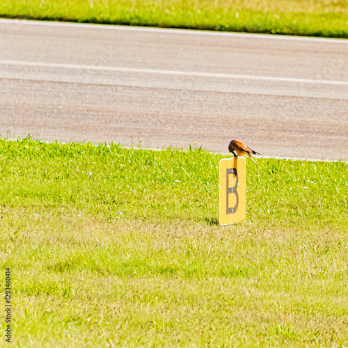 Falco tinnunculus, common kestrel, on the hunt at Straubing airport, Bavaria, Germany photo