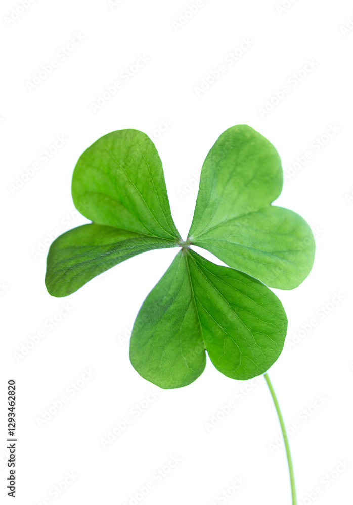 Trefoil leaf clover on a white background. Design element for St. Patrick's Day Trefoil leaf clover on a white background. Design element for St. Patrick's Day