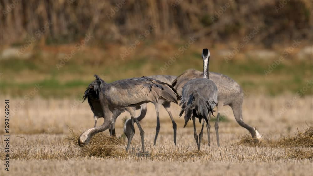 A group of Common Cranes standing on a meadow A group of Common Cranes standing on a meadow