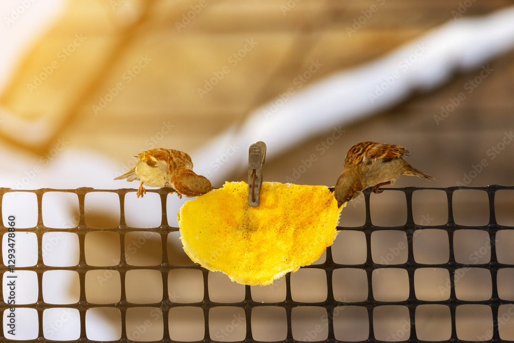 Sparrows are eating a pancake hanging on a fence net fixed with a clothespin on a sunny winter day