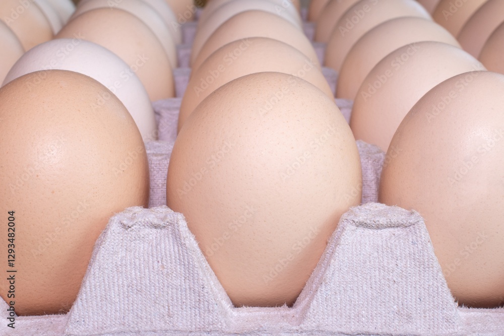 Eggs in a paper container, representing the concept of egg prices and rising food costs. Eggs in a paper container, representing the concept of egg prices and rising food costs.