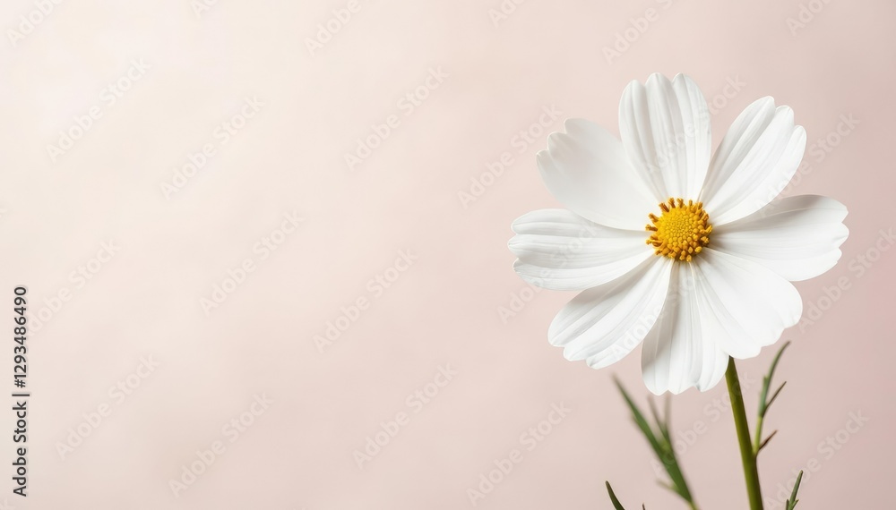 Simple and elegant white cosmos flowers on a plain background, isolated, bloom Simple and elegant white cosmos flowers on a plain background, isolated, bloom