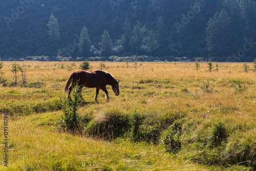 Cavallo al pascolo nella piana di Predarossa, Val Masino