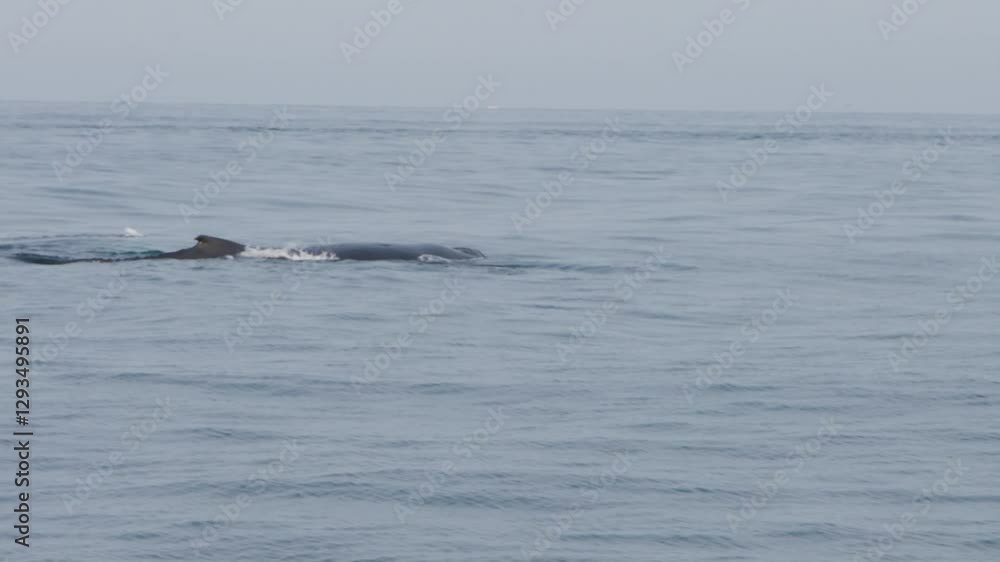 Spouting whale emerging from ocean waters, with mist rising from its blowhole Spouting whale emerging from ocean waters, with mist rising from its blowhole