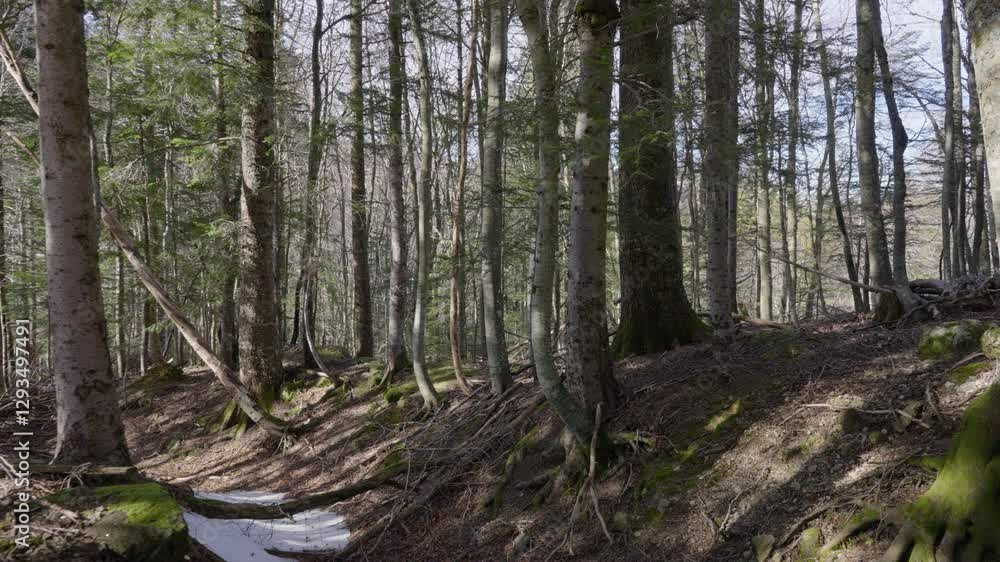 Slow pan of a forest, with small patches of snow Slow pan of a forest, with small patches of snow
