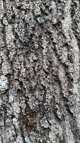 Exotic tree bark texture