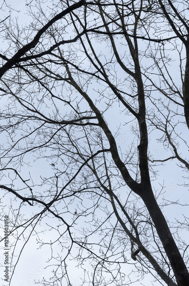 Tree silhouette with bare branches and twigs in a forest against bright sky during winter season, vertical natural abstract trees woodland background Tree silhouette with bare branches and twigs in a forest against bright sky during winter season, vertical natural abstract trees woodland background