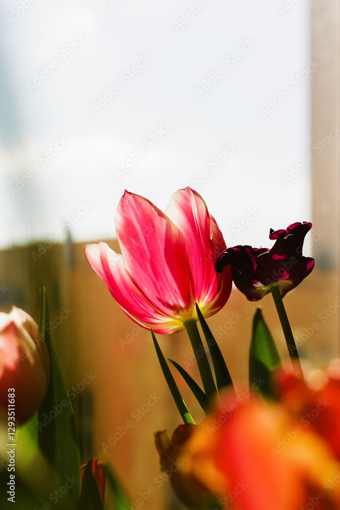 Obraz premium Beautiful striped pink and white blooming tulips close up. Sunny bouquet of spring flowers for March 8 or Mother's Day.