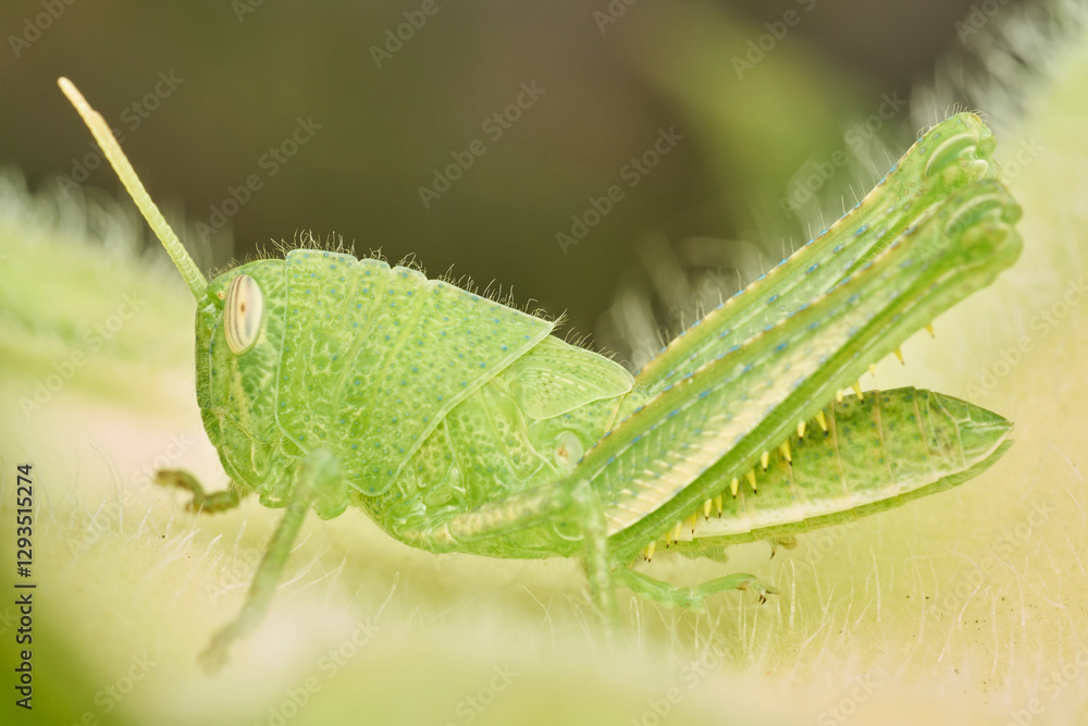 Fototapeta premium Close Up of Grasshopper on Sunflower Leaf
