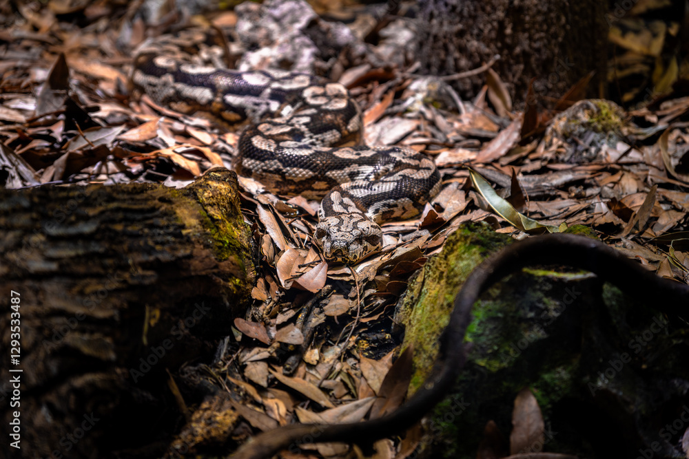 Snake camouflaged among dry leaves resting sleeping on the ground of a forest with rocks and mossy trunks. Snake camouflaged among dry leaves resting sleeping on the ground of a forest with rocks and mossy trunks.