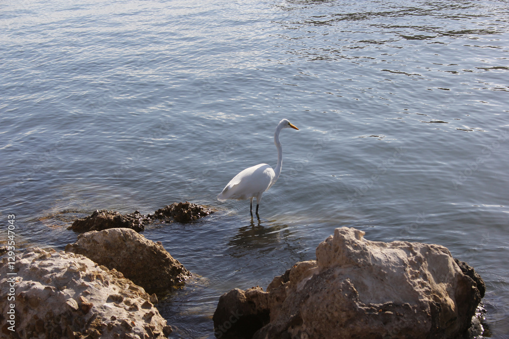 Fototapeta premium Great Egret Wading in Water off St Pete Beach Florida