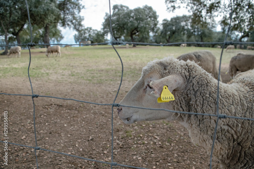 Фотография head of sheep marked with the devilish number full of sadness behind a fence